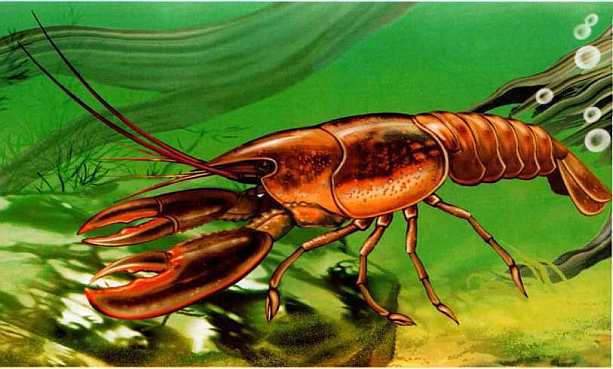 Жуки и другие удивительные насекомые - i_007.jpg