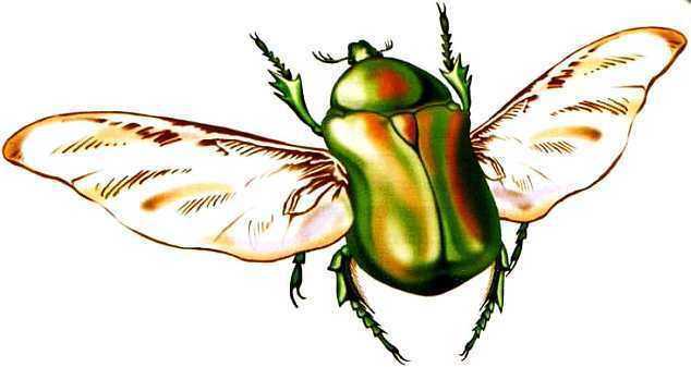 Жуки и другие удивительные насекомые - i_010.jpg