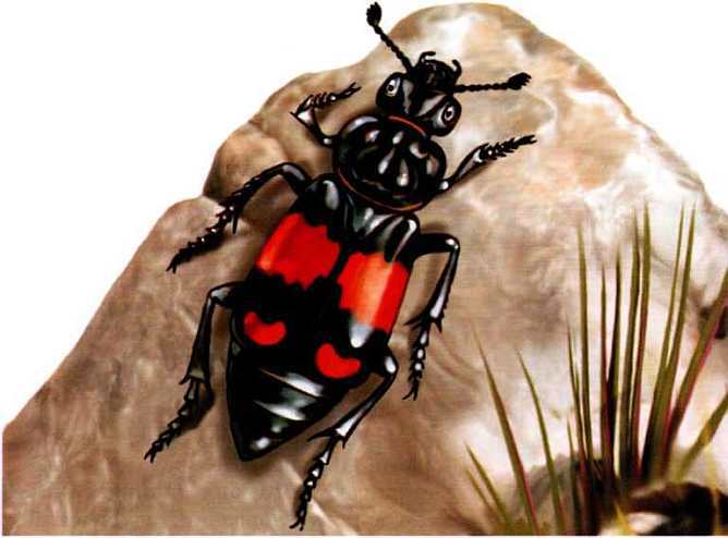 Жуки и другие удивительные насекомые - i_013.jpg