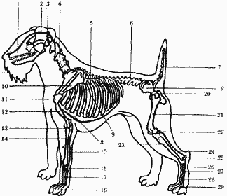 Атлас пород собак - i_001.png