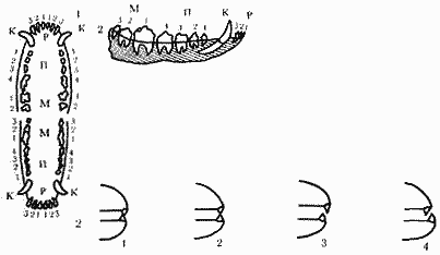 Атлас пород собак - i_002.png