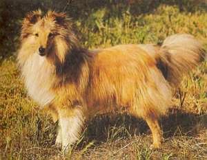 Атлас пород собак - i_029.jpg