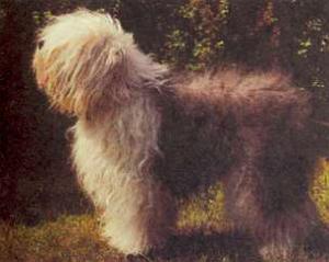 Атлас пород собак - i_031.jpg