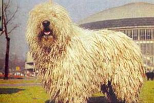 Атлас пород собак - i_037.jpg