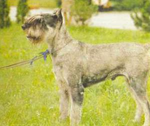 Атлас пород собак - i_041.jpg