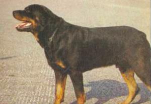 Атлас пород собак - i_042.jpg