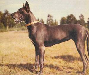 Атлас пород собак - i_043.jpg