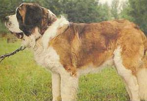 Атлас пород собак - i_044.jpg