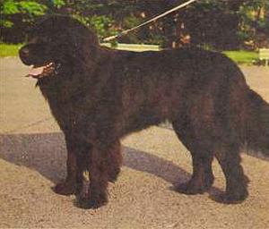 Атлас пород собак - i_045.jpg