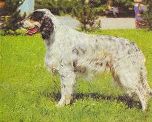 Атлас пород собак - i_055.jpg