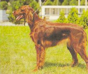 Атлас пород собак - i_056.jpg