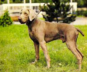 Атлас пород собак - i_060.jpg