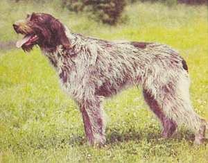 Атлас пород собак - i_065.jpg