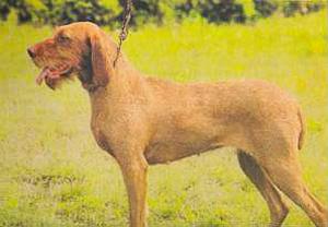 Атлас пород собак - i_069.jpg