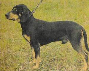 Атлас пород собак - i_071.jpg