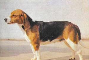 Атлас пород собак - i_074.jpg