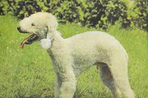 Атлас пород собак - i_103.jpg