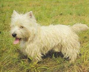 Атлас пород собак - i_104.jpg