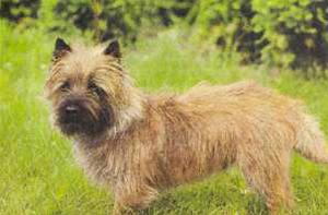 Атлас пород собак - i_107.jpg