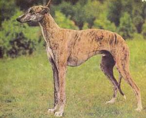 Атлас пород собак - i_108.jpg