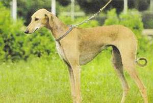 Атлас пород собак - i_111.jpg