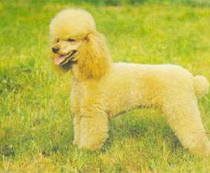 Атлас пород собак - i_116.jpg