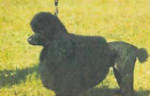 Атлас пород собак - i_117.jpg