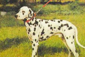 Атлас пород собак - i_119.jpg