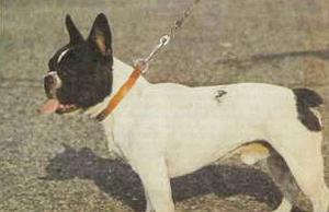 Атлас пород собак - i_125.jpg