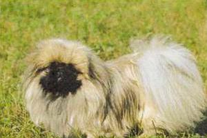 Атлас пород собак - i_128.jpg