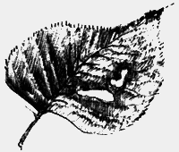 Мартиролог. Дневники - i_002.png