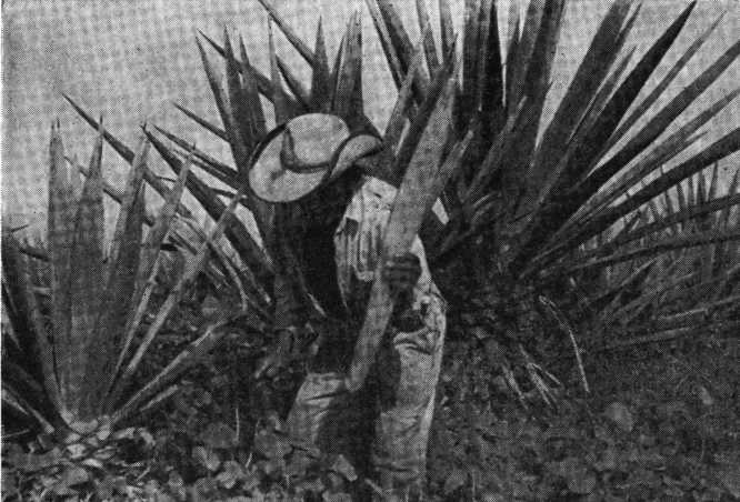 В погоне за Мексикой - img_39.jpg