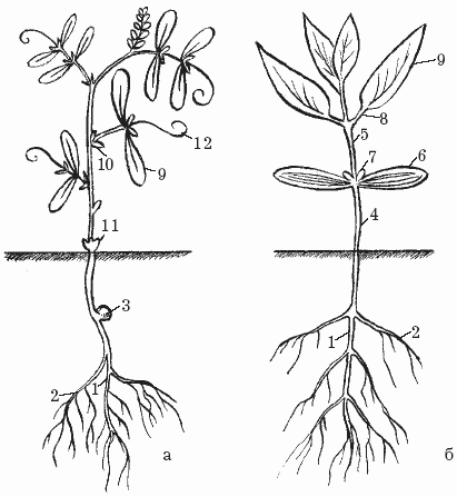 Борьба с сорняками - i_001.png