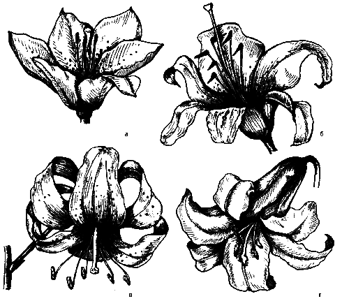 Дизайн участка - _06.png