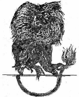 Следы невиданных зверей - i_025.jpg