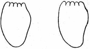 Следы невиданных зверей - i_034.jpg