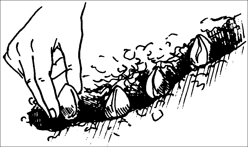 Хризантемы, астры, георгины и другие осенние цветы - _027.png