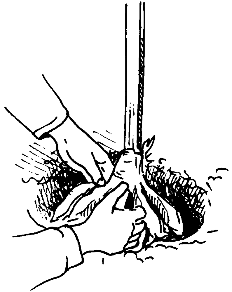 Хризантемы, астры, георгины и другие осенние цветы - _028.png