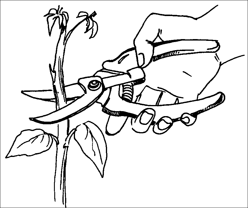 Хризантемы, астры, георгины и другие осенние цветы - _031.png