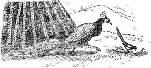 Алтайские сказки - i_033.jpg