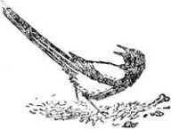 Алтайские сказки - i_034.jpg