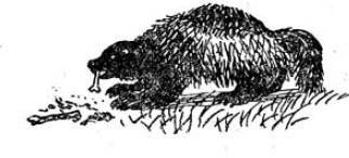 Алтайские сказки (другое издание) - _47.jpg