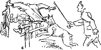 400 советов любителю собак - i_003.png