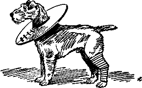 400 советов любителю собак - i_133.png