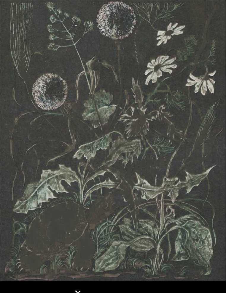 Пять дней из жизни черепахи (сборник) - _1.jpg