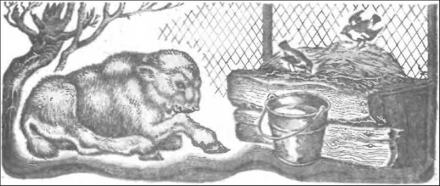 Пять дней из жизни черепахи (сборник) - _9.jpg