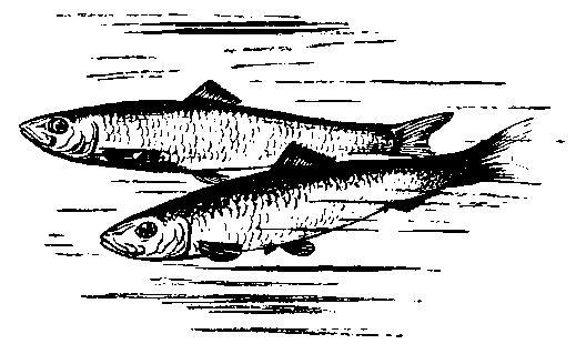 Происшествия под водой - i_007.jpg