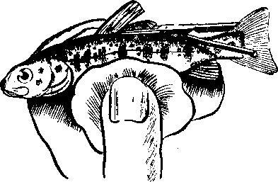 Происшествия под водой - i_014.jpg