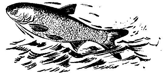 Происшествия под водой - i_023.jpg