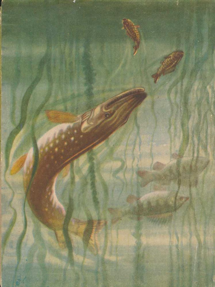 Происшествия под водой - i_038.jpg